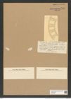 Eucampia balaustium Castr. (de-Toni-Nr.: Genus 142, Species 4083) Zeichnungen Sammlung Grunow Nr. 7621 (NHMW-BOT-W0376796)